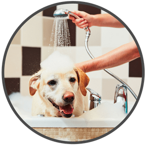 picture of a dog getting a bath