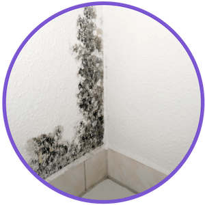 picture of black mold growing on a wall