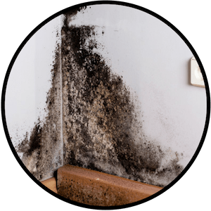 picture of black mold growing on a wall