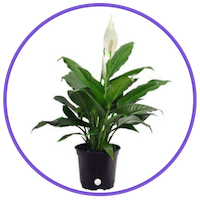 picture of a peace lily houseplant