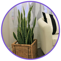 picture of a snake plant