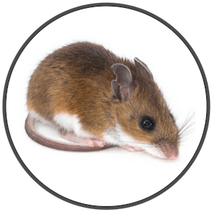 picture of a deer mouse