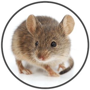 picture of the house mouse