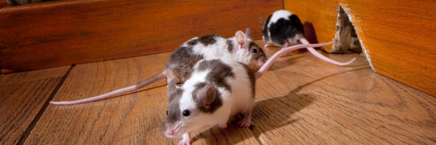 picture of mice in a house