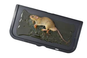 picture of a glue mouse trap with a mouse in it