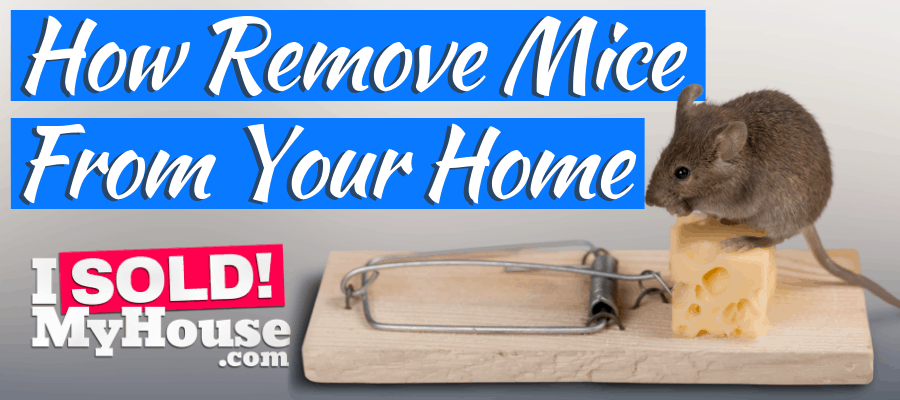 picture of getting rid of mice with a mouse trap