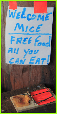 picture of a mouse trap with a sign for free food