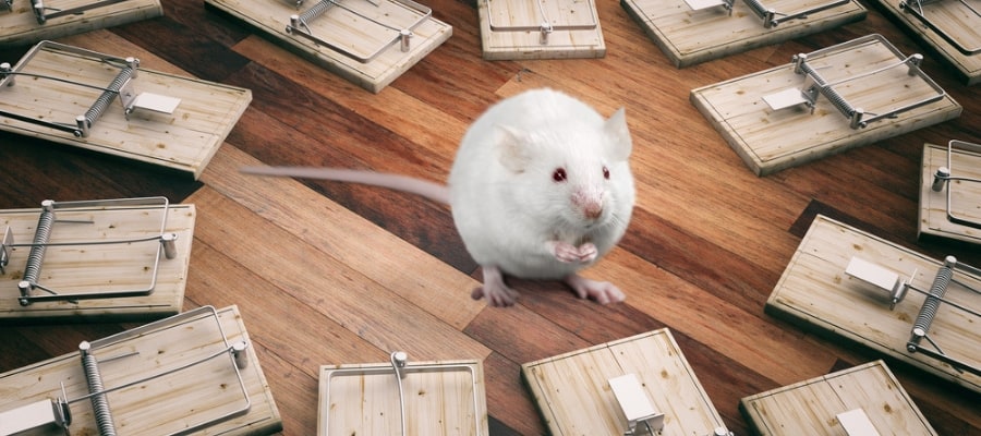 picture of a mouse in the middle of lots of traps