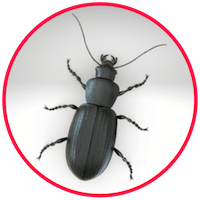 picture of a beetle