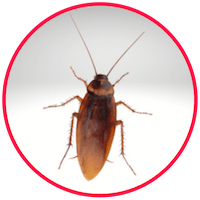 picture of a cockroach