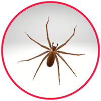 picture of a house spider
