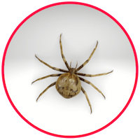 picture of a spider