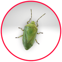 picture of a stink bug