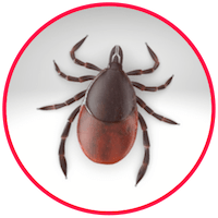 picture of a tick
