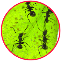picture of common species of ants