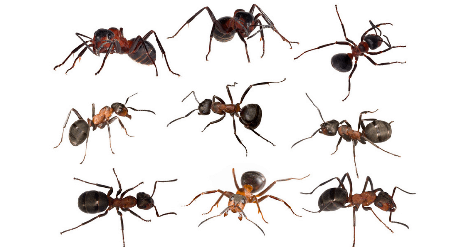 picture of common ant types