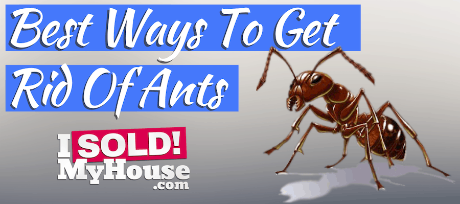 picture of best ways to get rid of ants