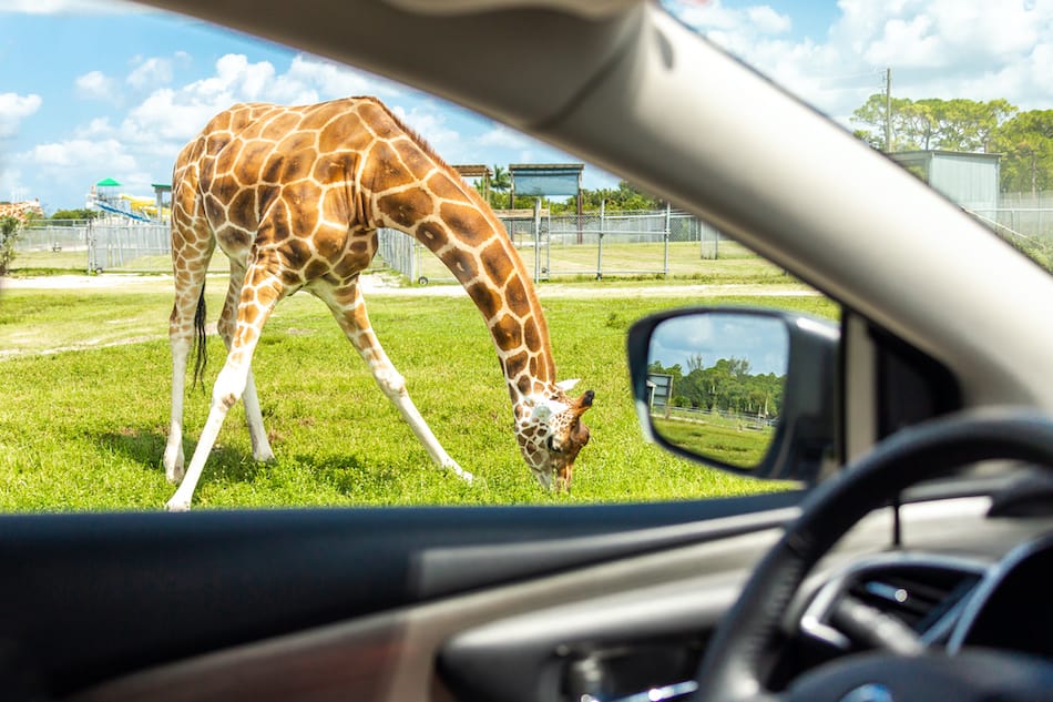 picture of View from a car on Giraffe in drive through safari zoo