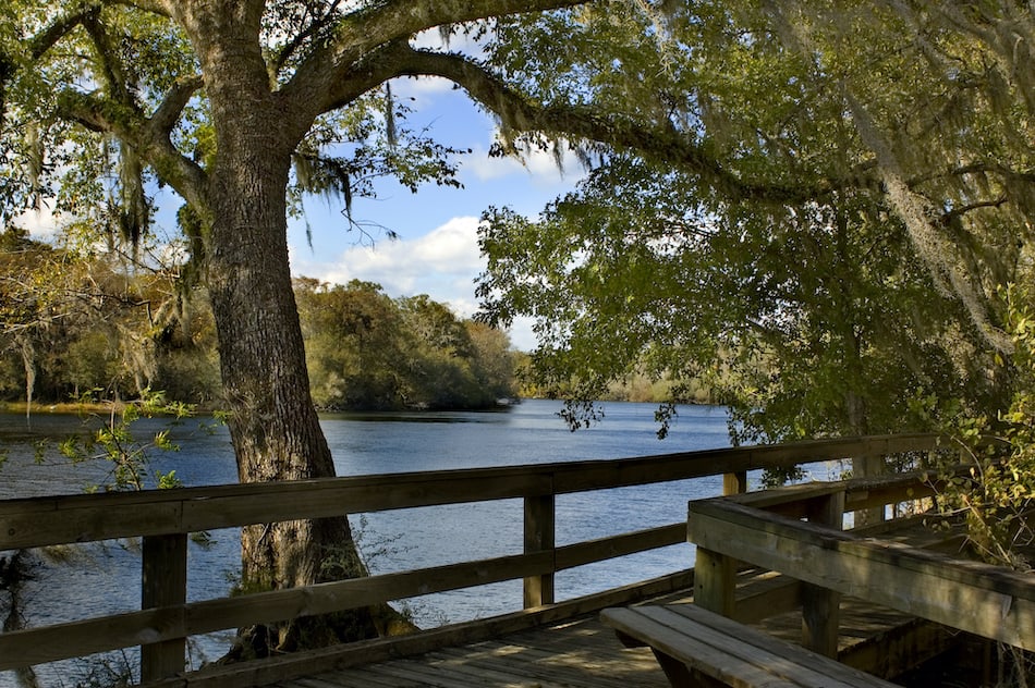 picture of The peaceful boardwalk on the Suwannee River