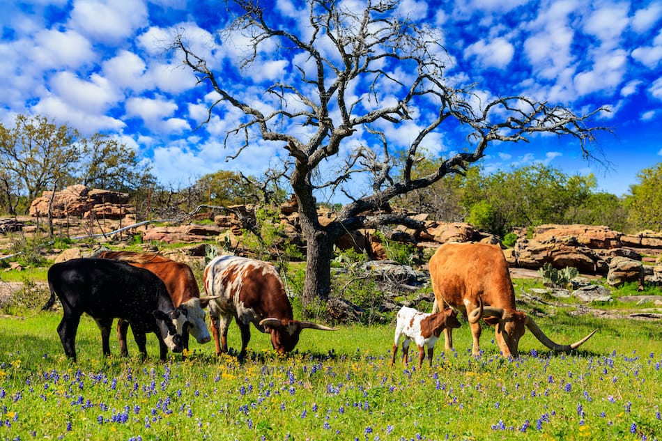 picture of Cattle grazing in a bluebonnet field on a ranch in the Texas Hill Country.