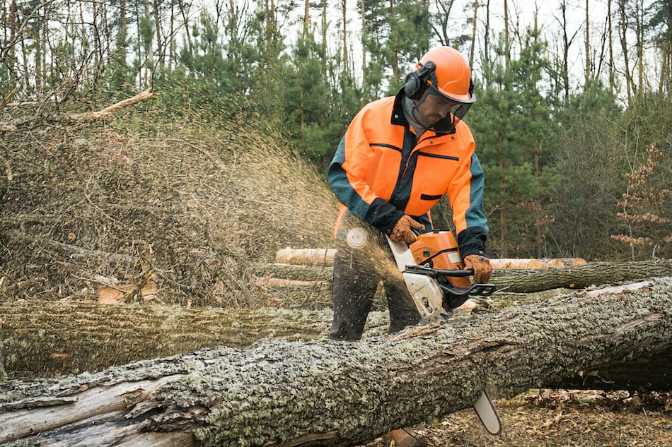 picture of Forestry worker with chainsaw is sawing a log. 