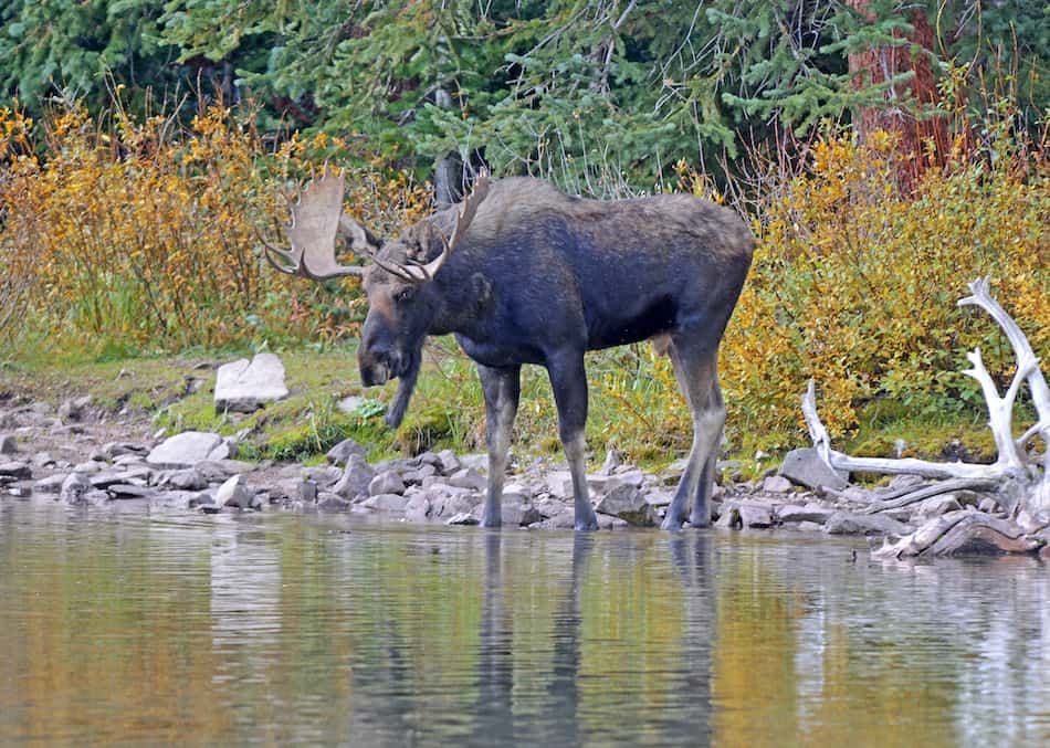 picture of a moose drinking water on moosehead lake maine
