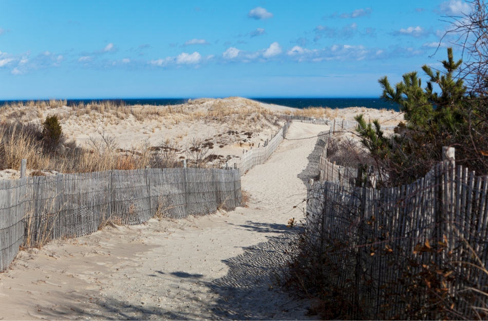 picture of Cape Henlopen State Park