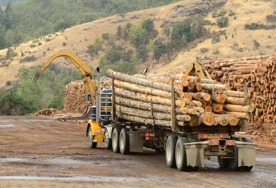 Operations in the log yard at a conifer log mill