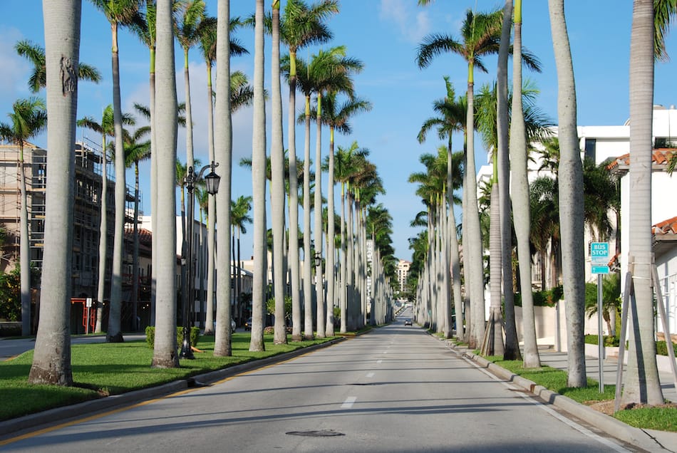 Trees in a famous street of West Palm Beach
