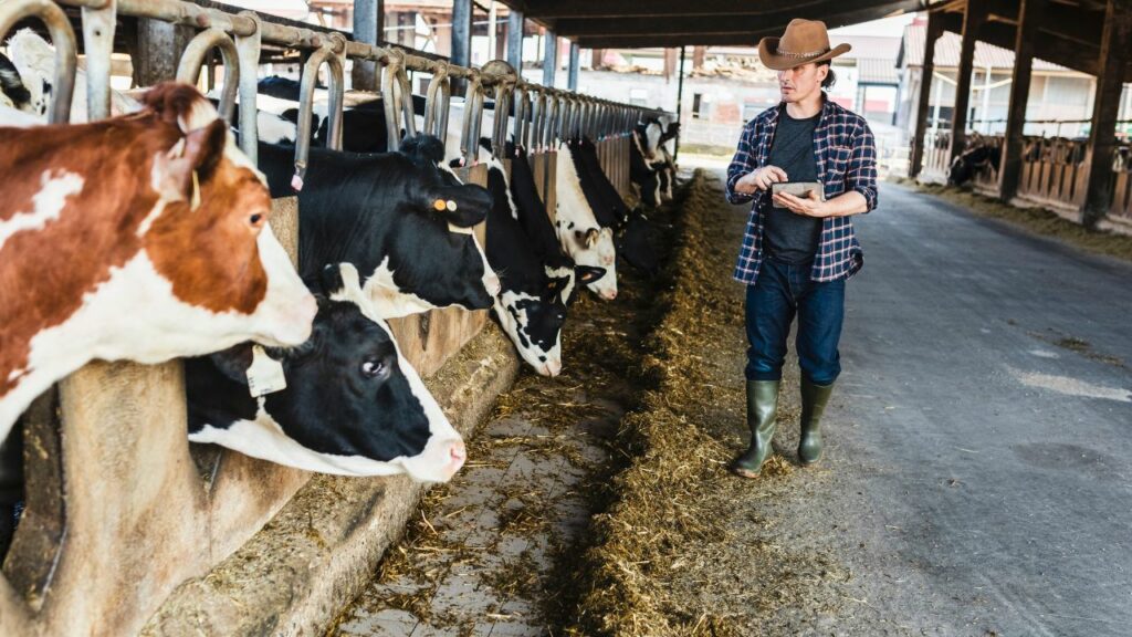 Impact on Small Dairy Farmers