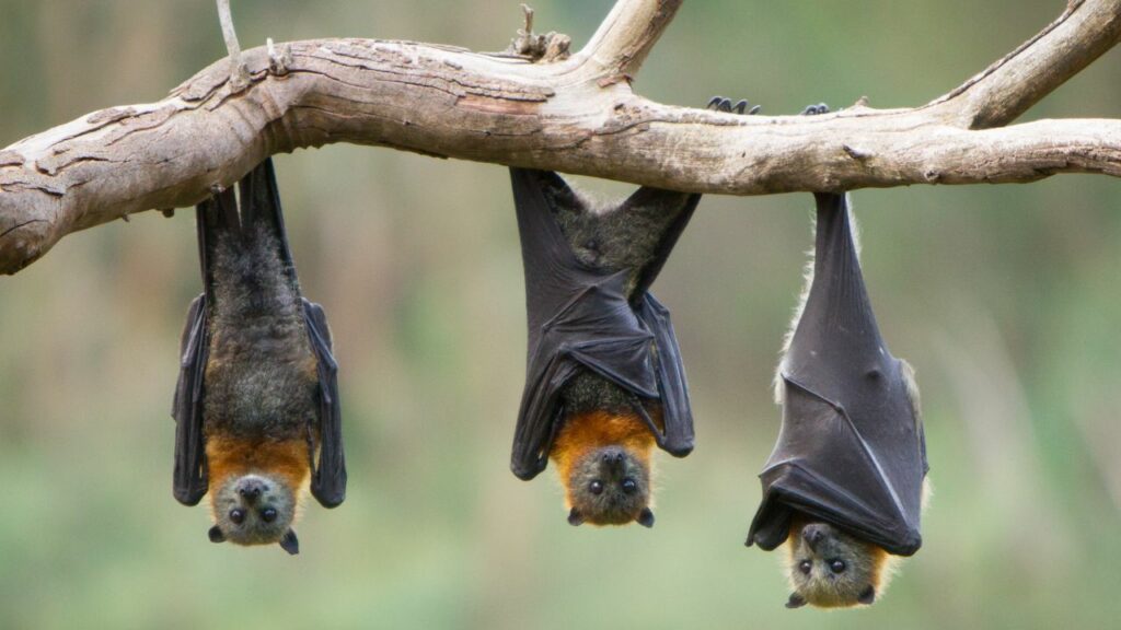 Bats are blind