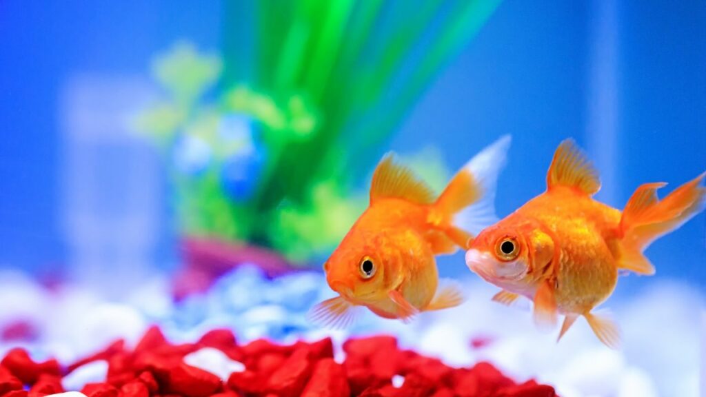 Goldfish have a three second memory