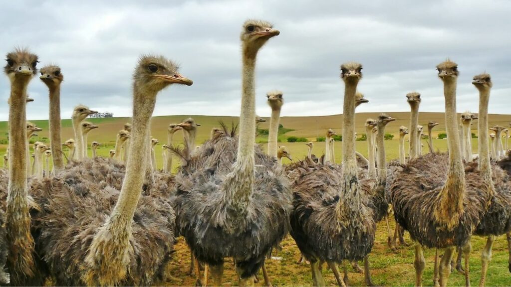 Ostriches bury their heads in the sand when scared